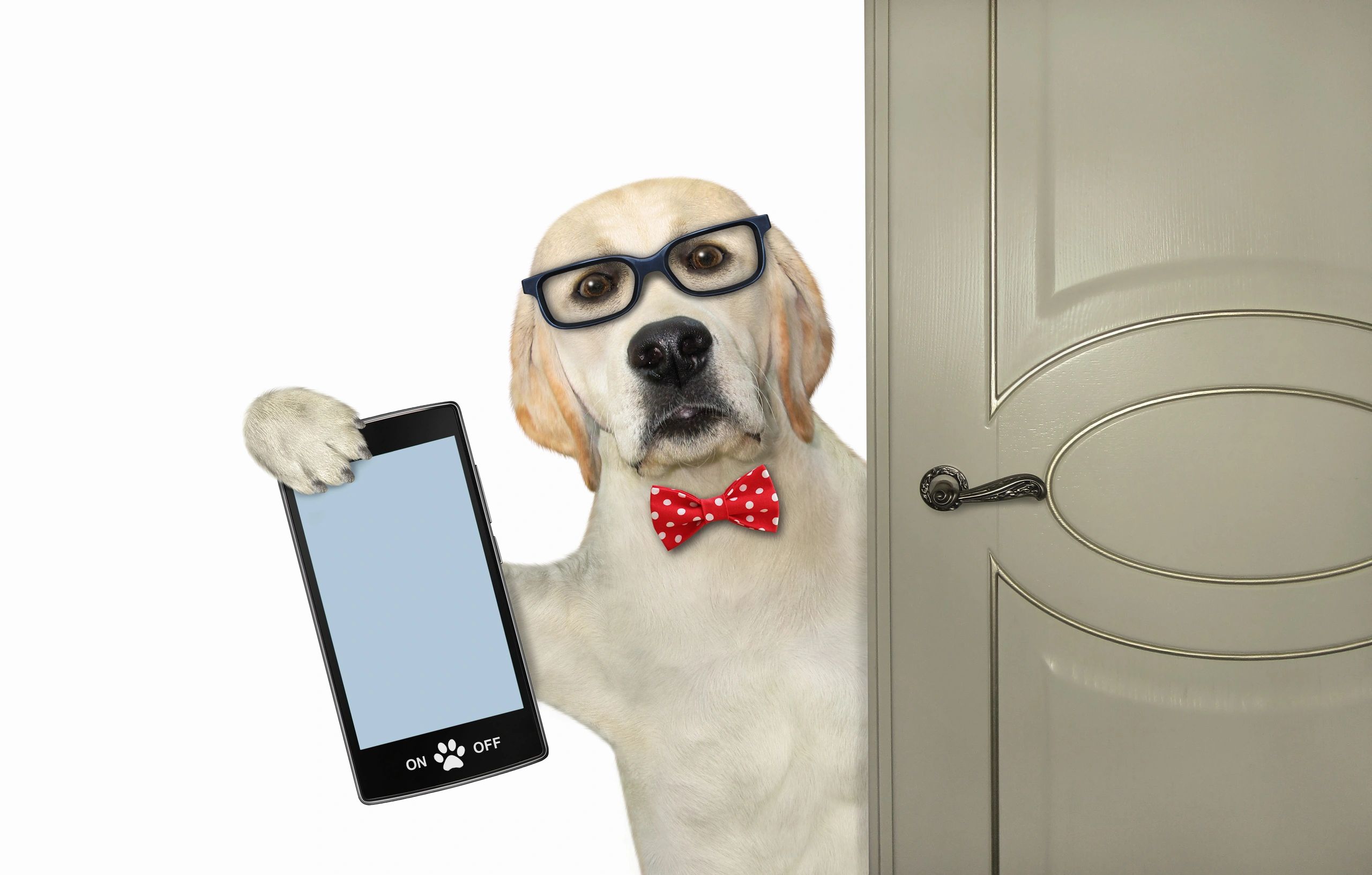 Interactive pet camera demonstration