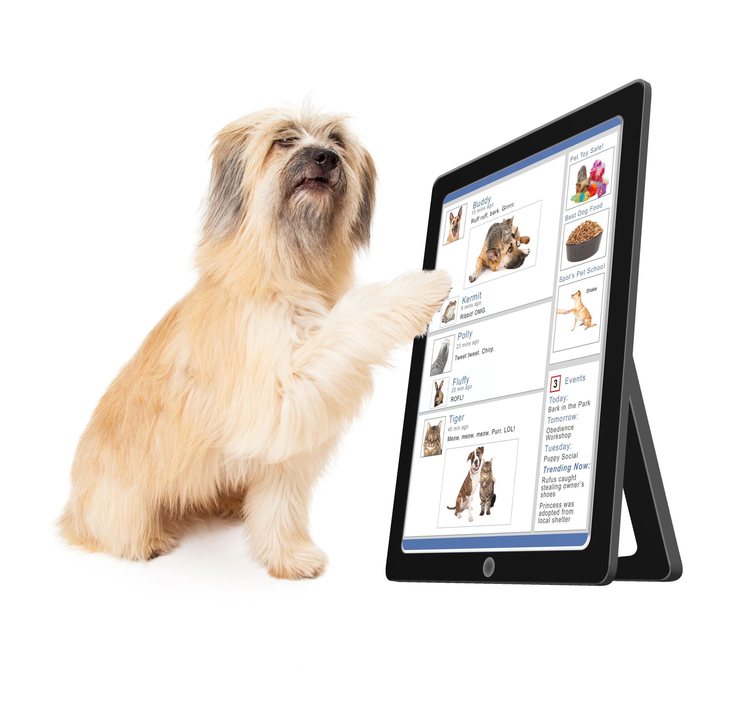 Pet wearing GPS tracker collar